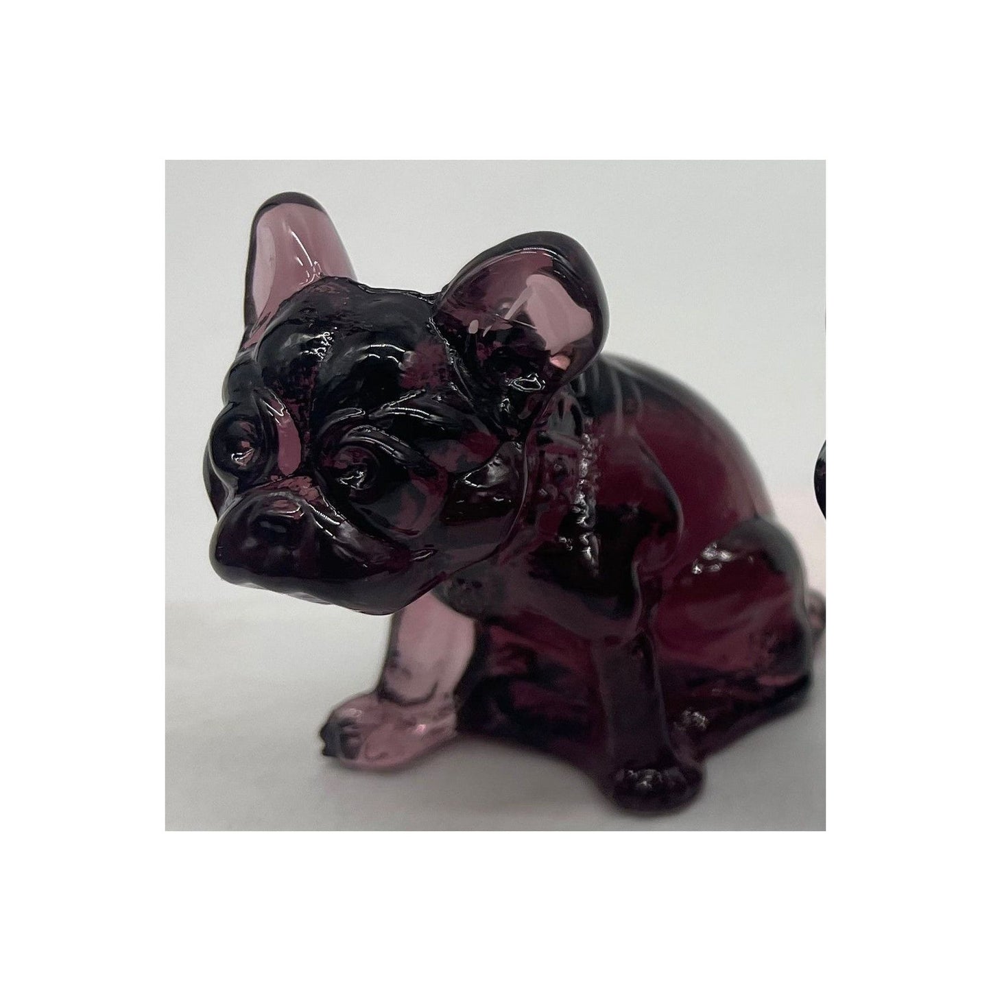 Frenchie Bulldog