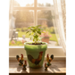 Flower Pot