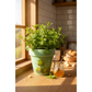 Flower Pot